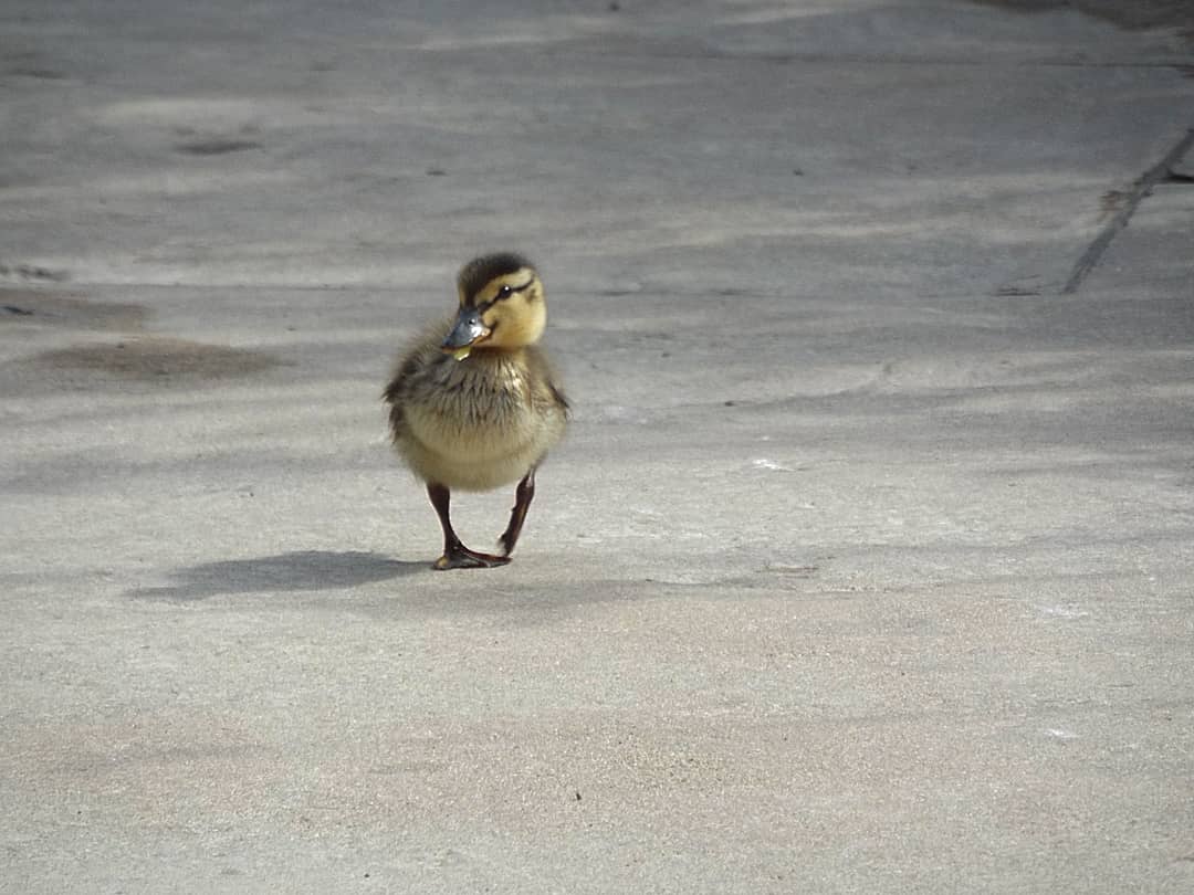 Duckling - Chester Zoo