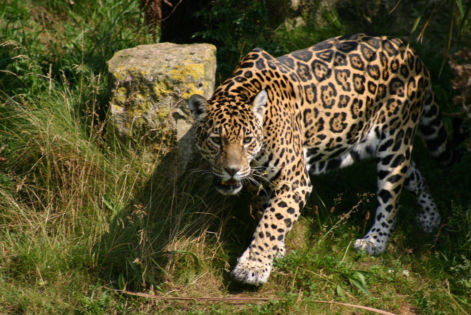 Duckling looks tasty.