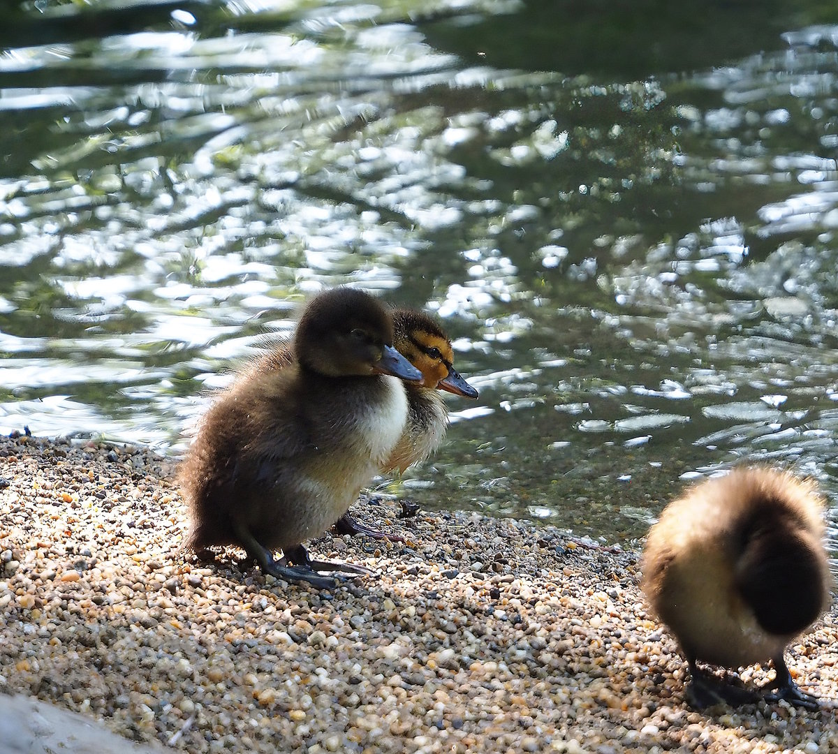 Duckling species, Planckendael 2023-07-12