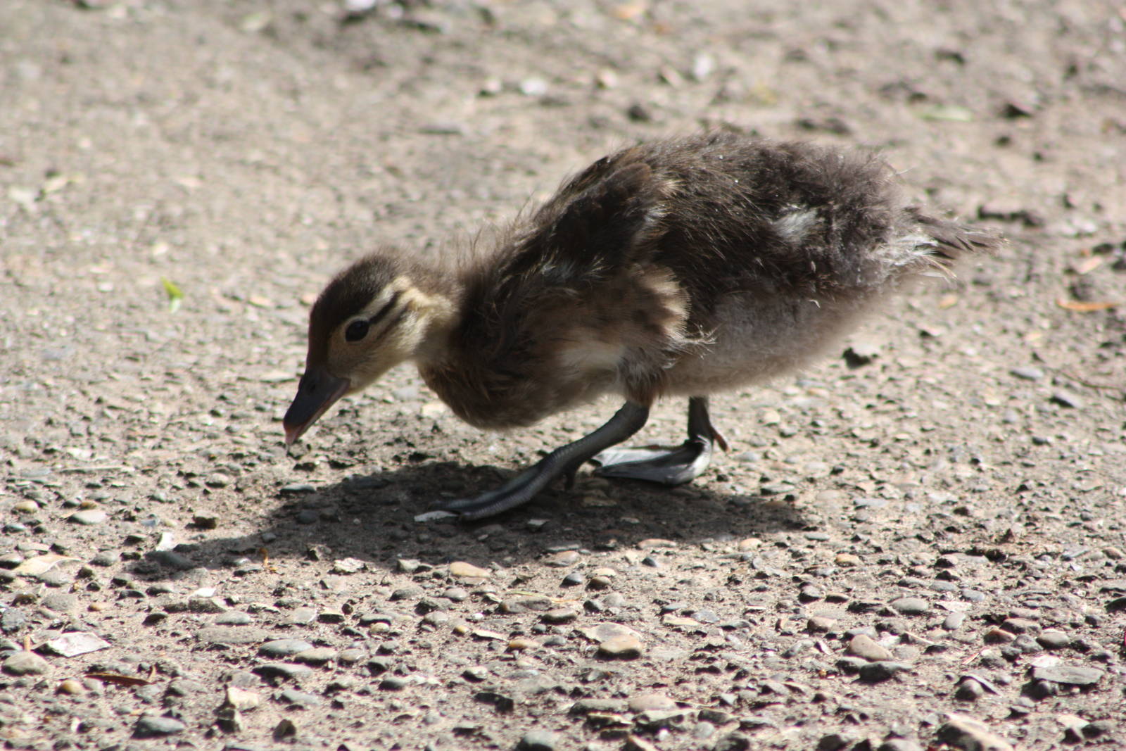Duckling update, 15th June 2014