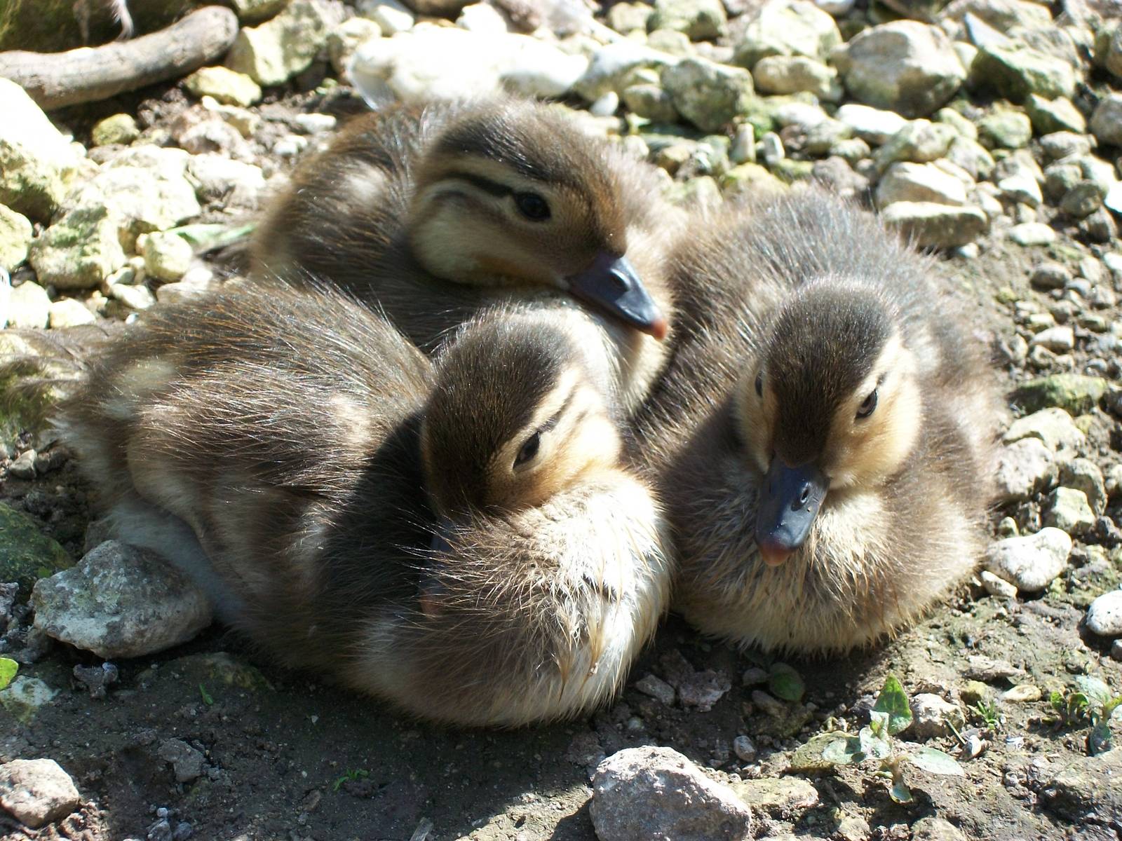 Duckling update, 1st June 2014