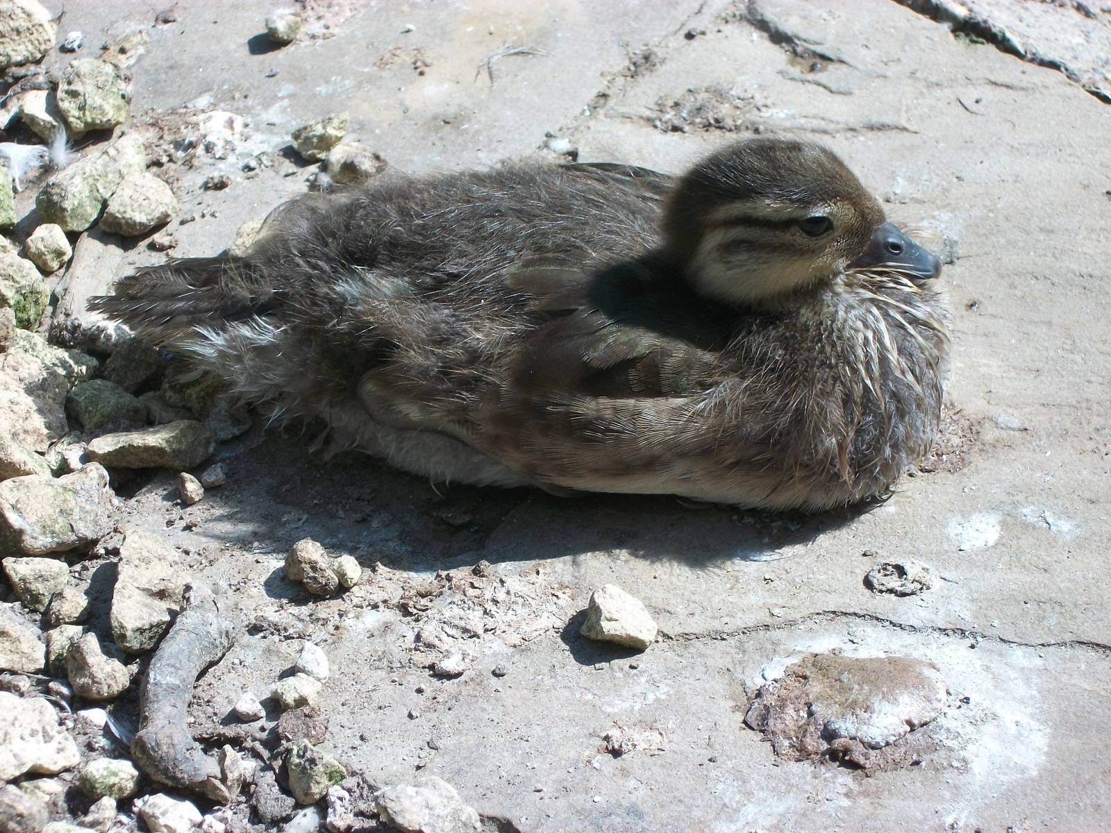 Duckling update, 20th June 2014