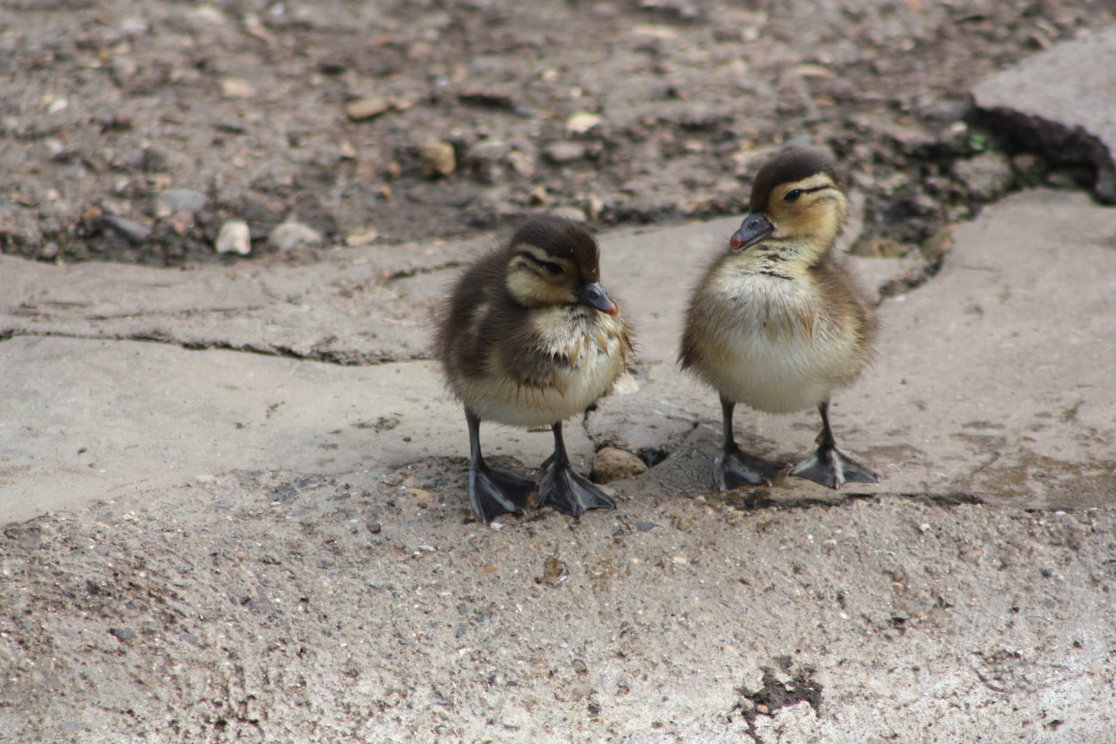 Duckling update, 24th May 2014