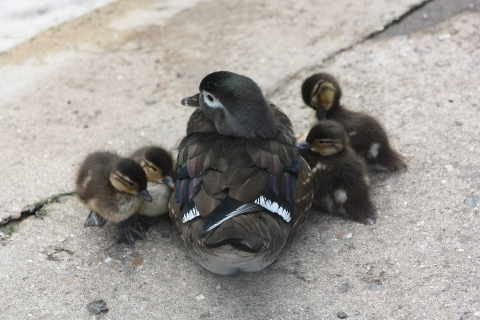 Duckling update, 24th May 2014