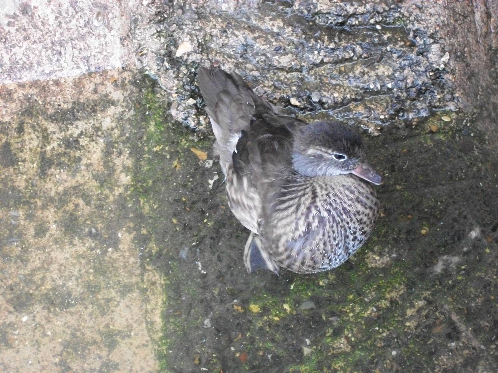 Duckling update, 27th June 2014