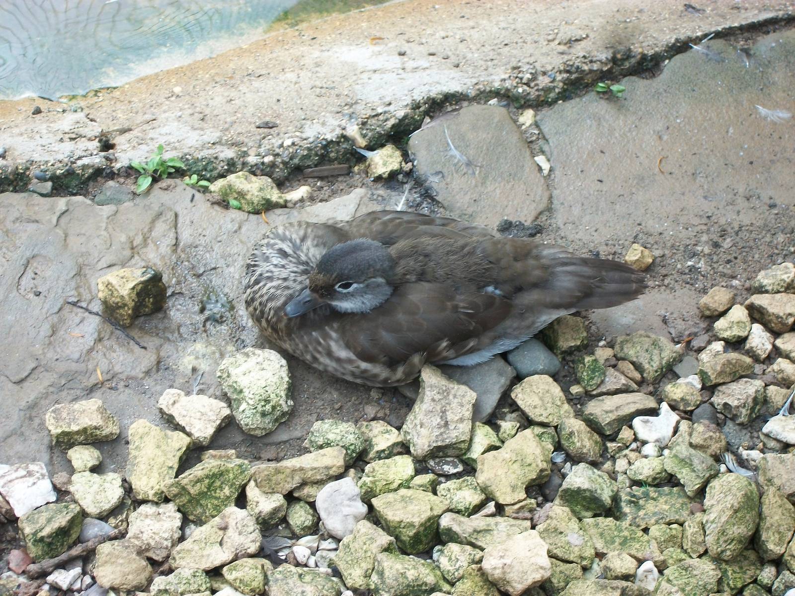 Duckling update, 6th July 2014