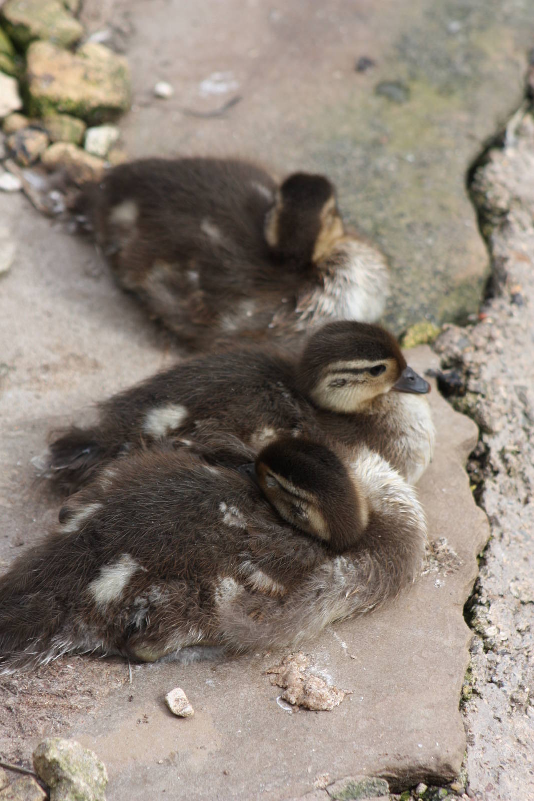 Duckling update, 8th June 2014