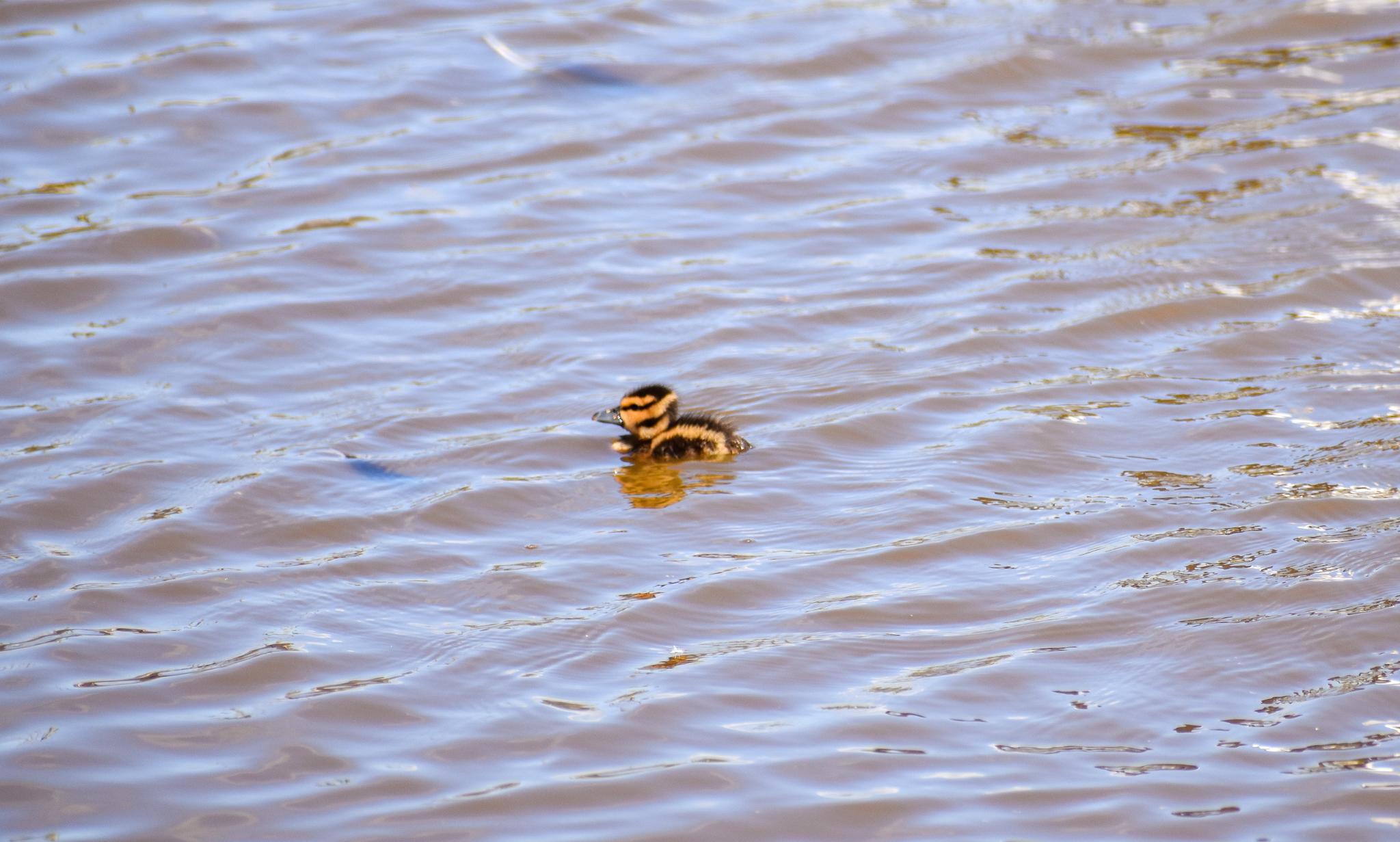 Duckling (Wandering Whistling Duck)