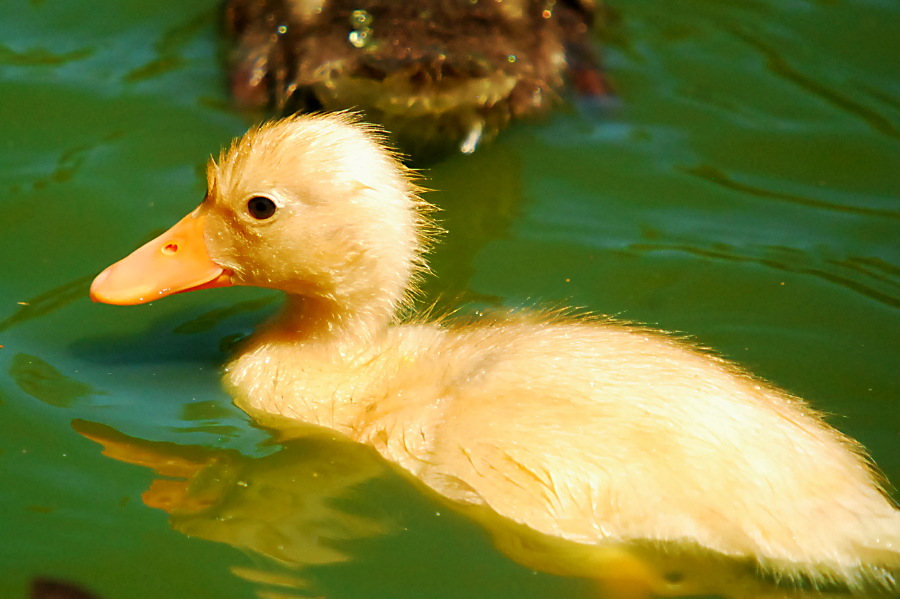 duckling