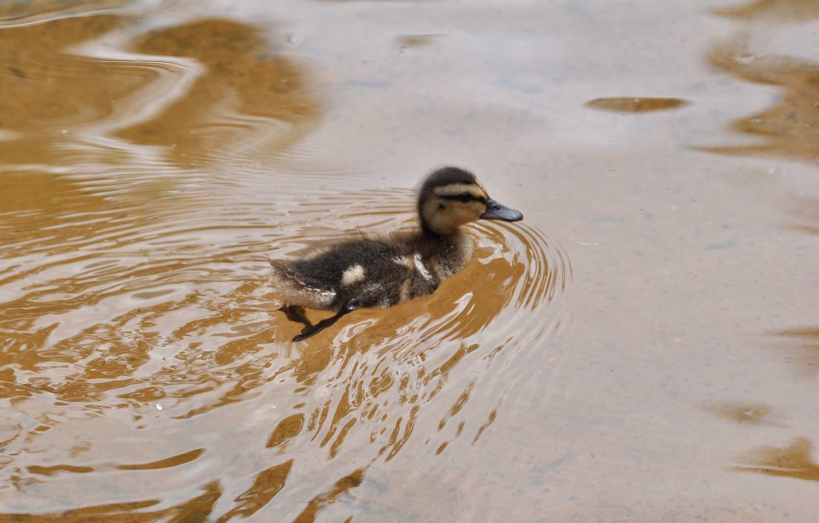 Duckling