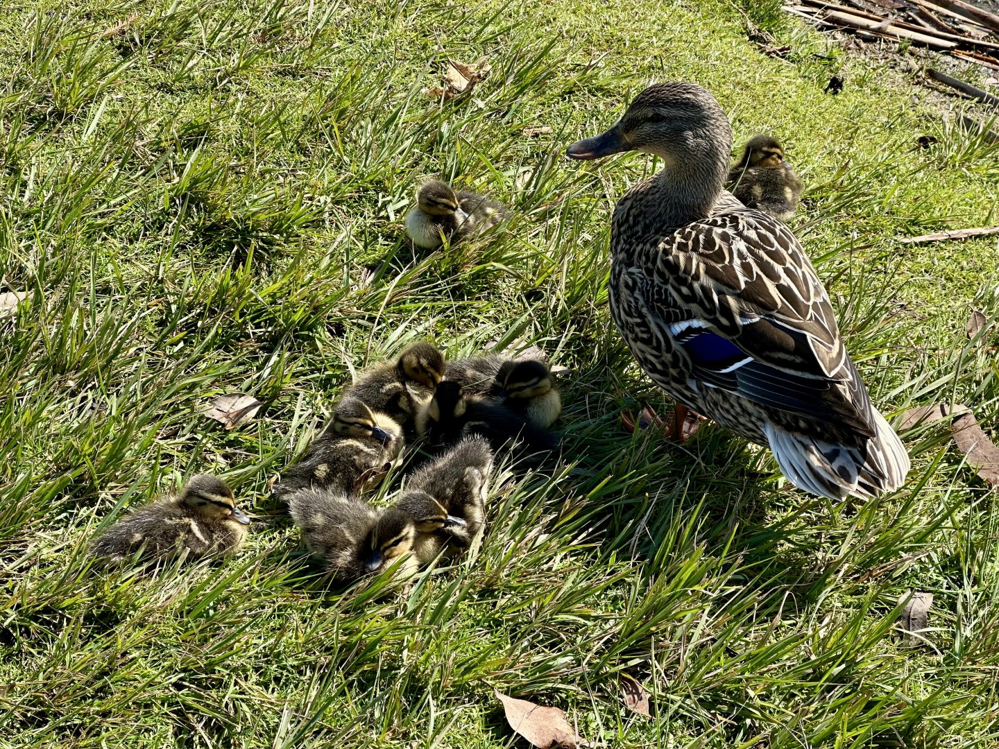 Ducklings (Anas platyrhynchos)