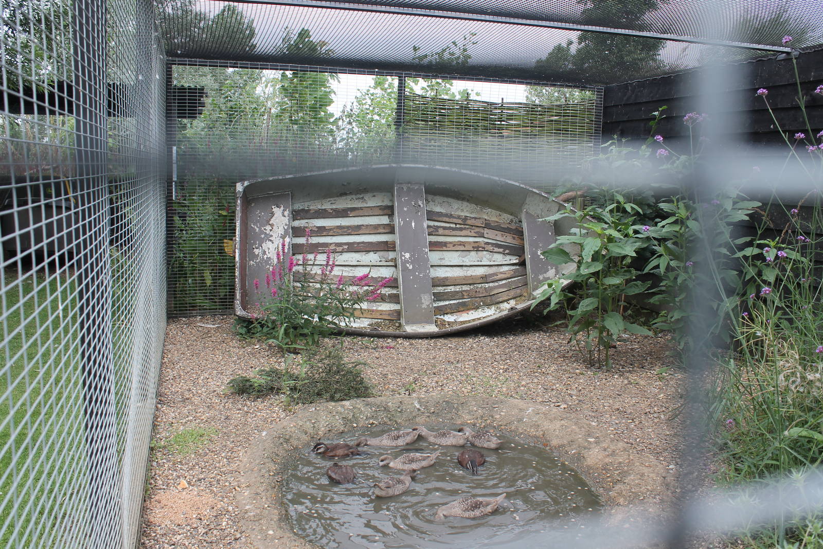 Ducklings August 2013
