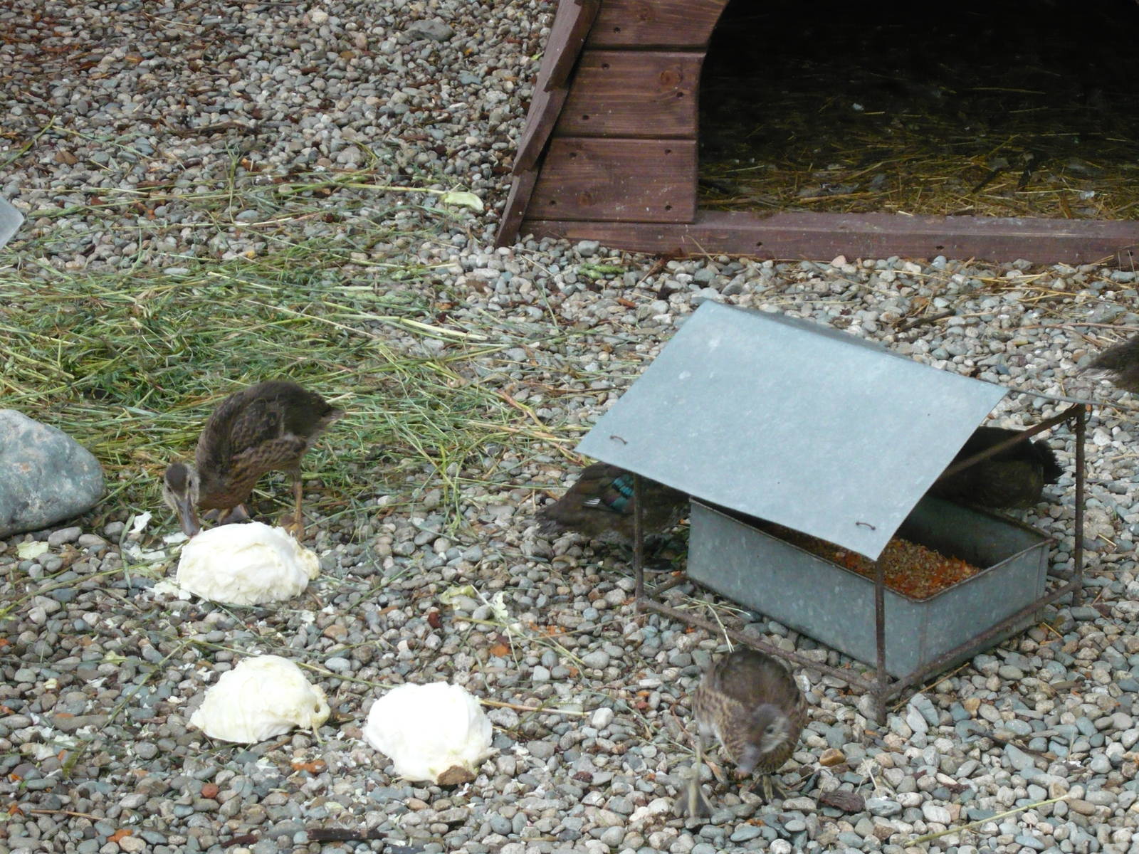 Ducklings feeding on cabbage
