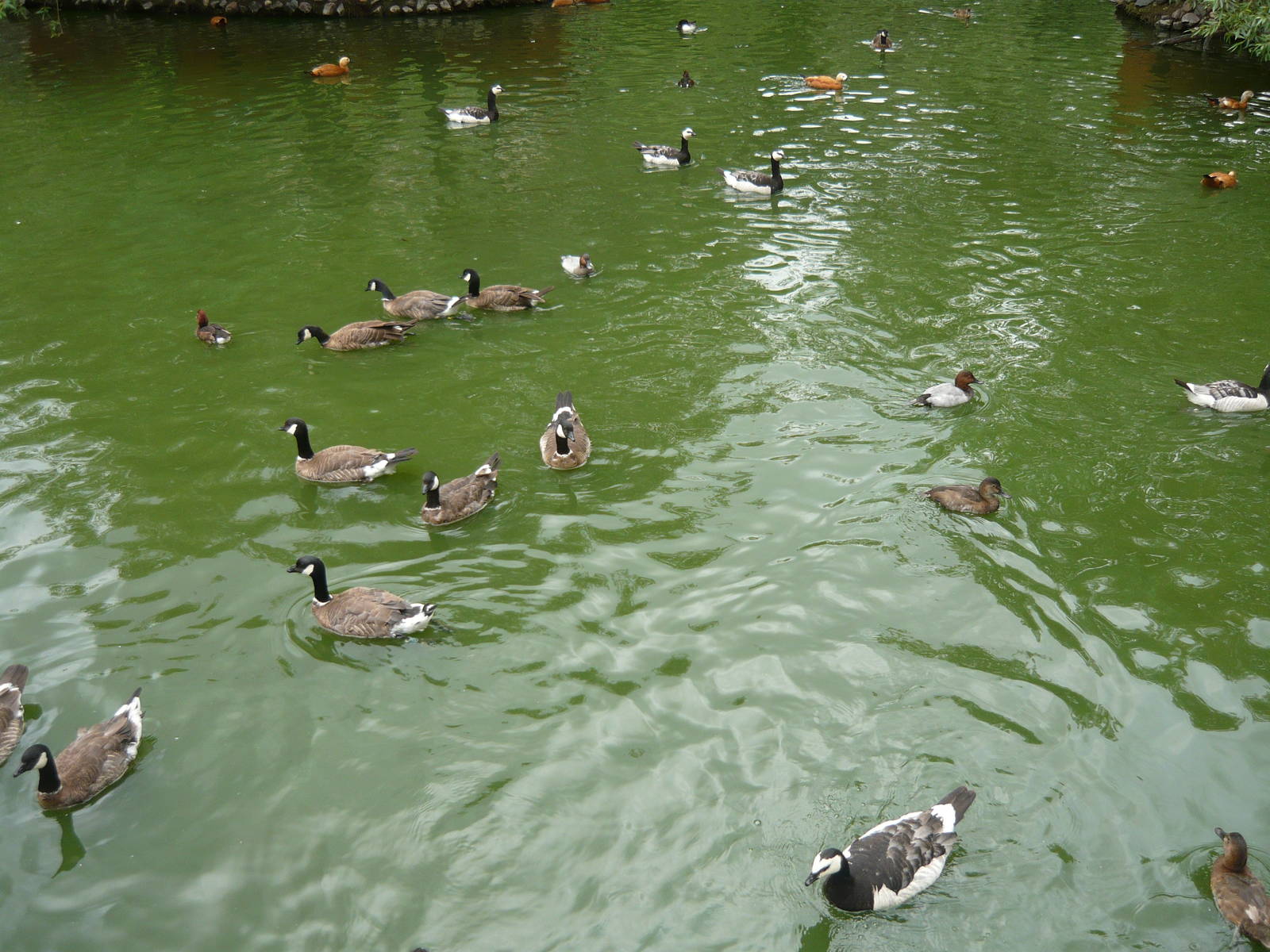 Ducks and geese