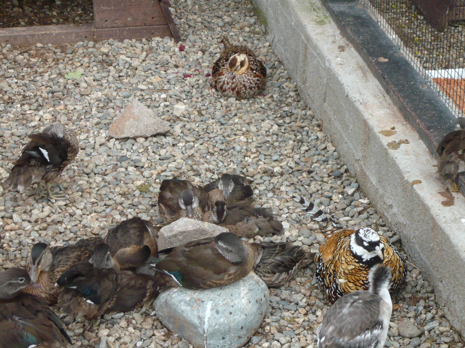 Ducks and Reeves's pheasants