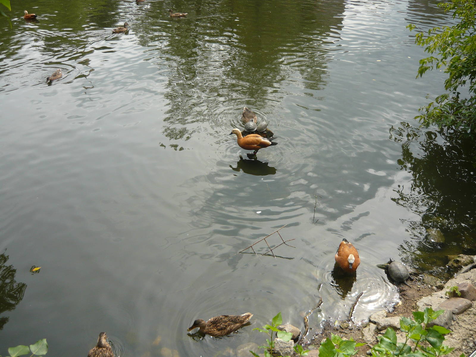 Ducks and turtles