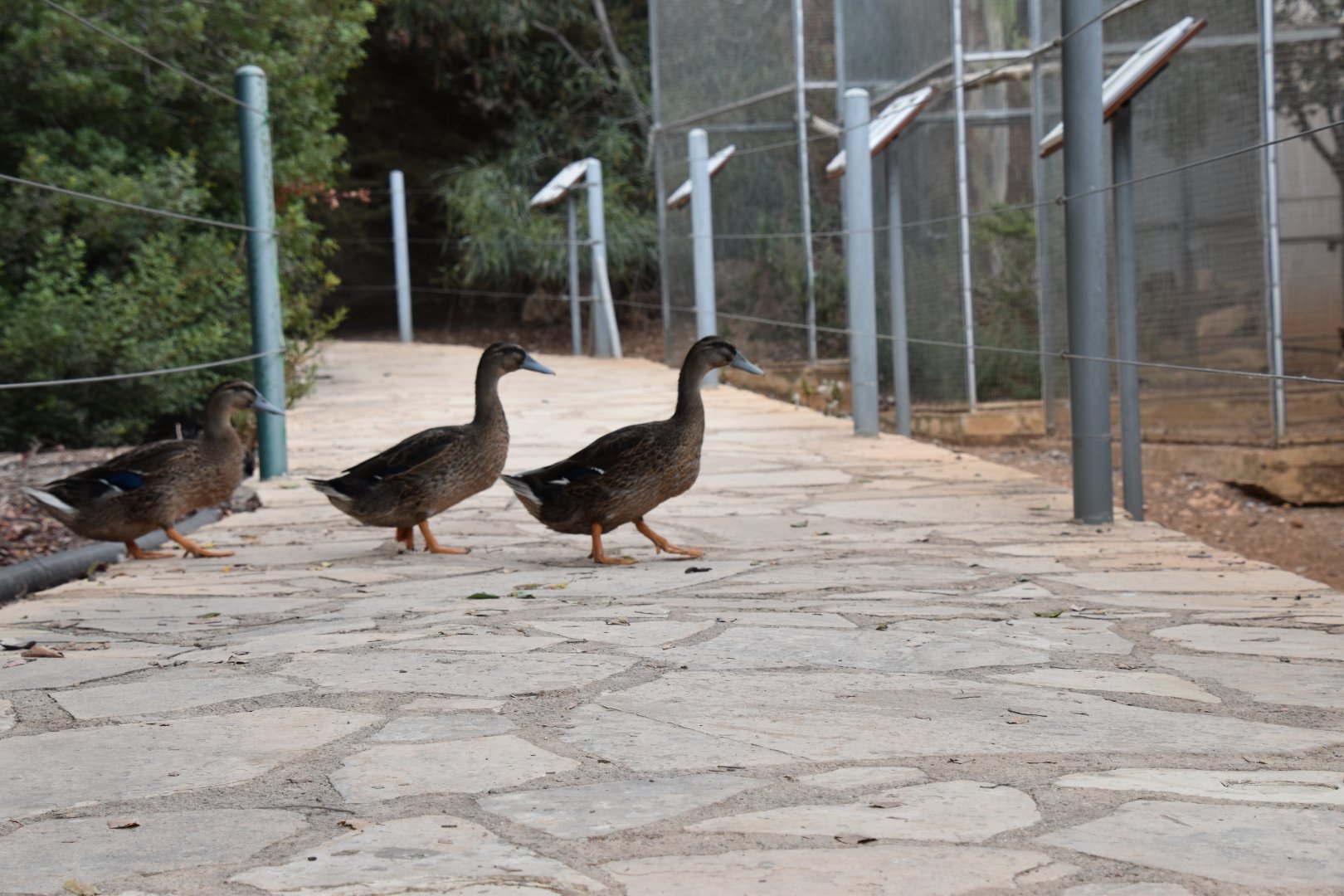 Ducks crossing the path ahead