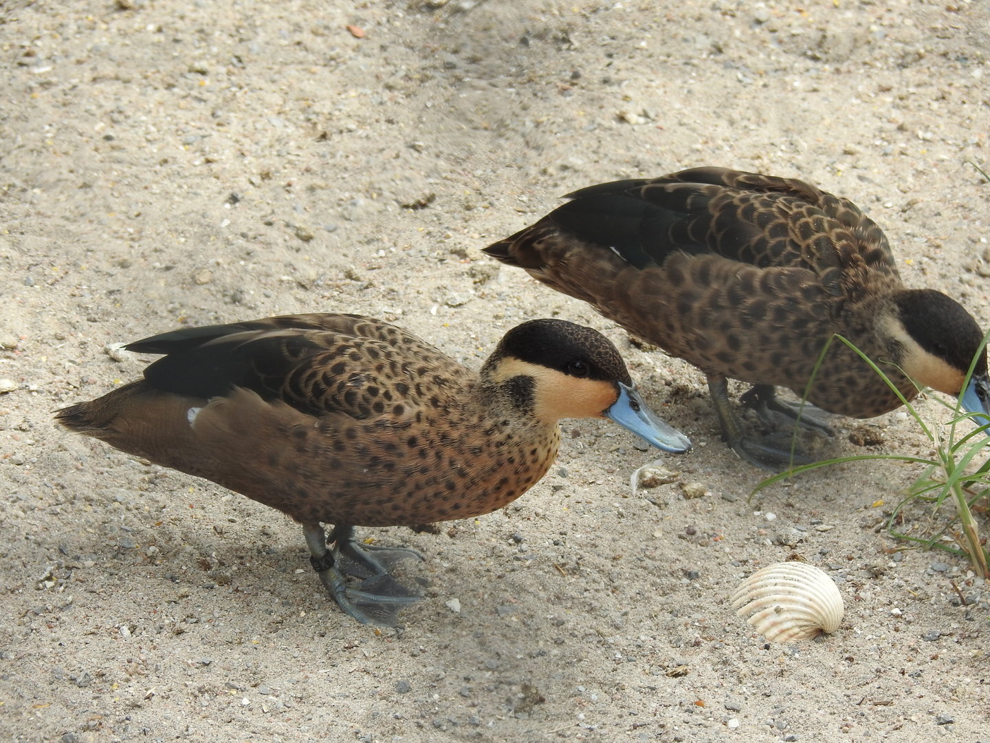 Ducks (East Asian?) of some sort.