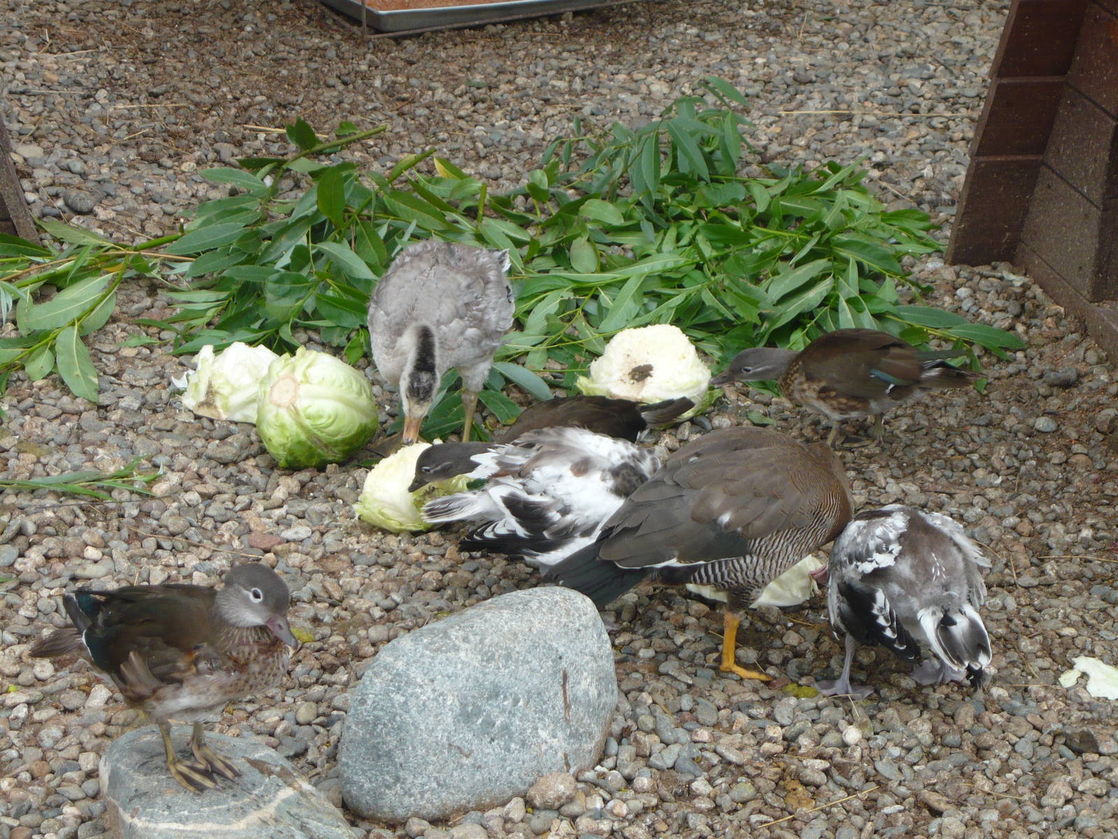Ducks eating greens and cabbage
