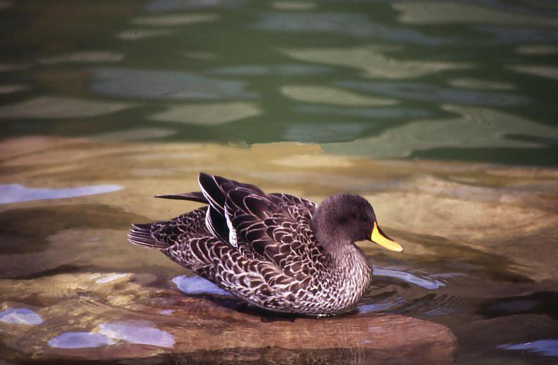ducks for to be identified
