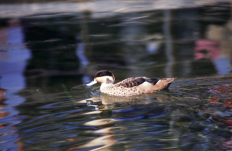 ducks for to be identified