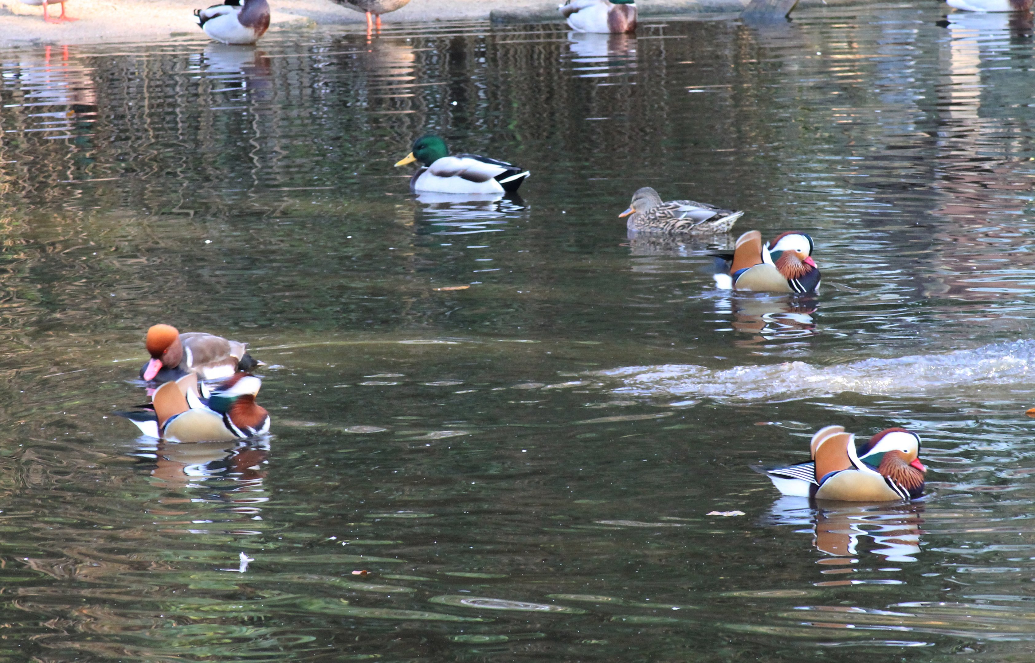 Ducks in Flamingo Lagoon - Tierpark Hagenbeck