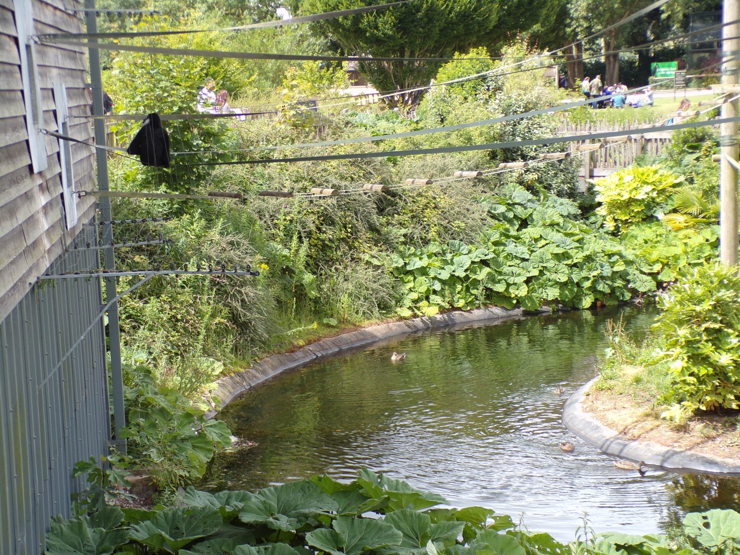 Ducks in gibbon forest moat 7.7.24
