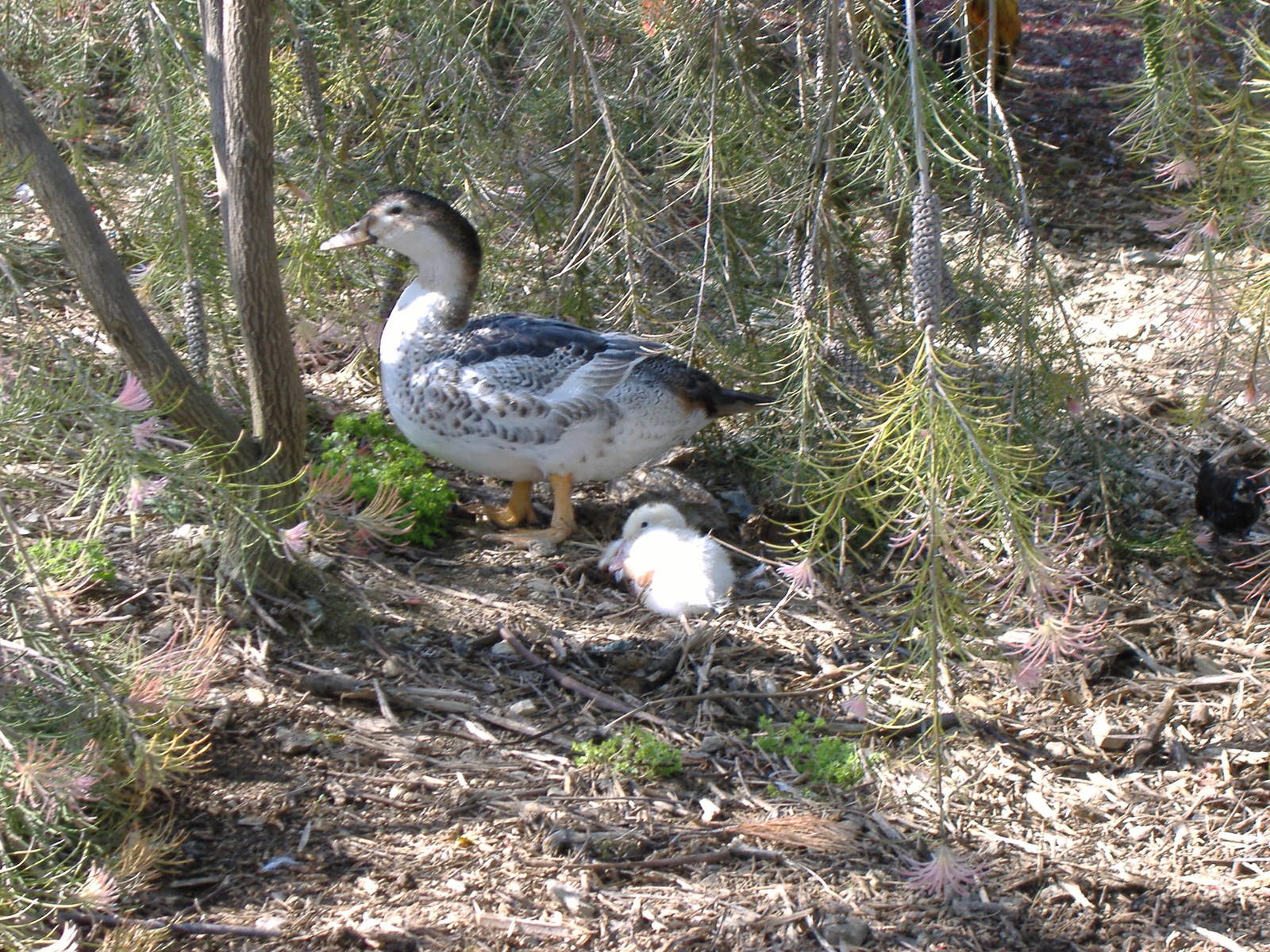 Ducks in Paloma Park, Benalmadena, Malaga, 4 May 2009