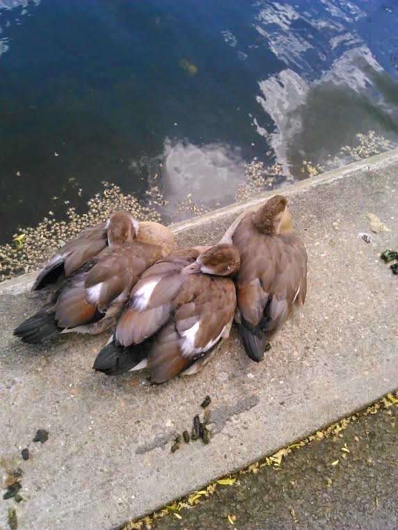 Ducks in Regent's Park on the way to the zoo, ID please?