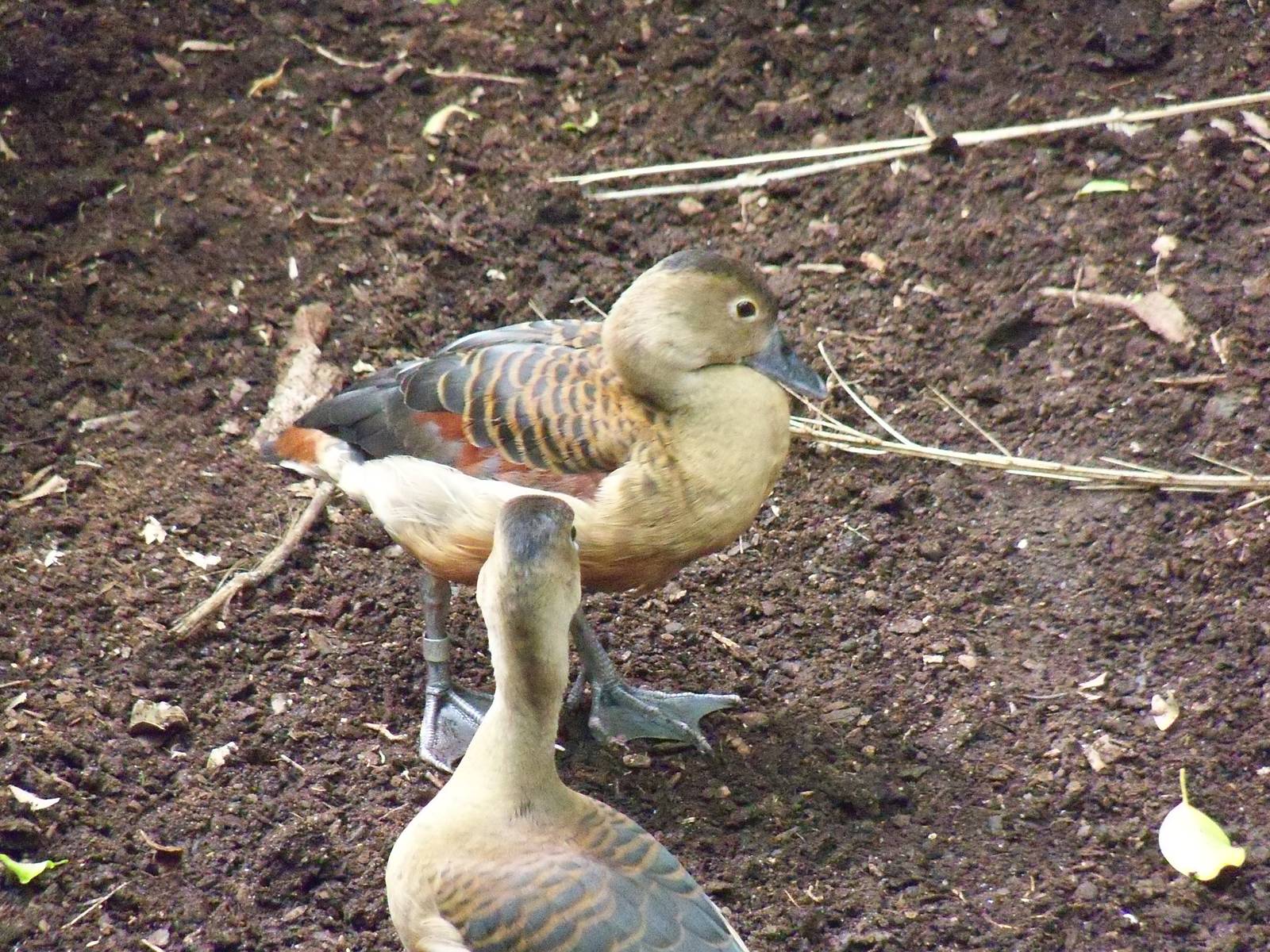 Ducks in the Roadhouse