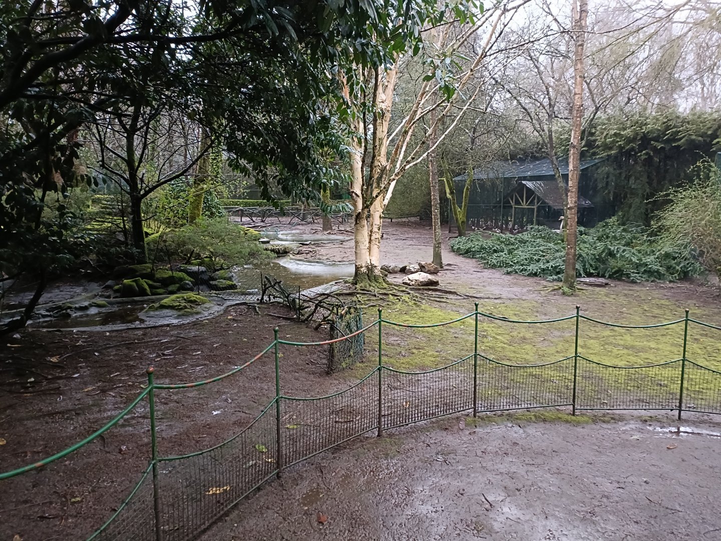 Ducks mixed exhibit - Avifauna lugo