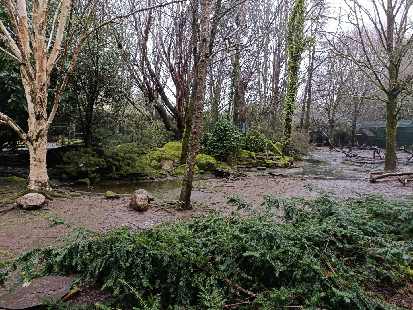 Ducks mixed exhibit - Avifauna lugo