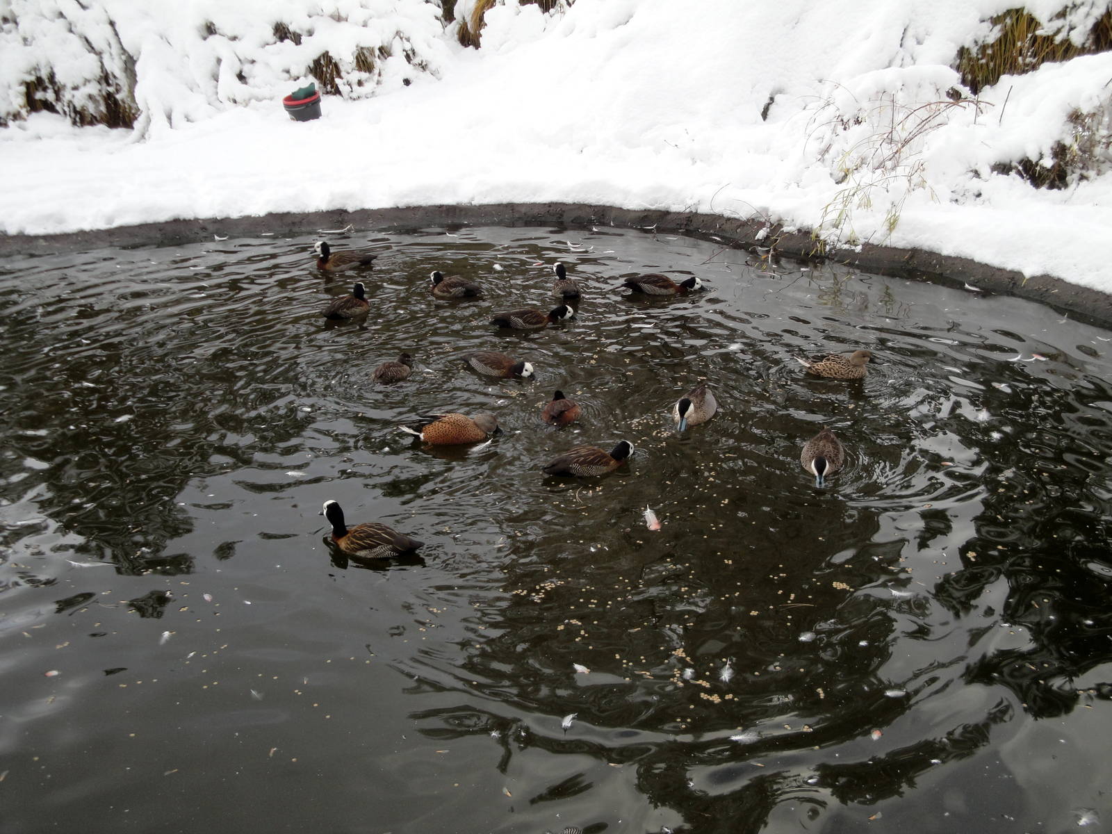 Ducks of Flamingo Pond