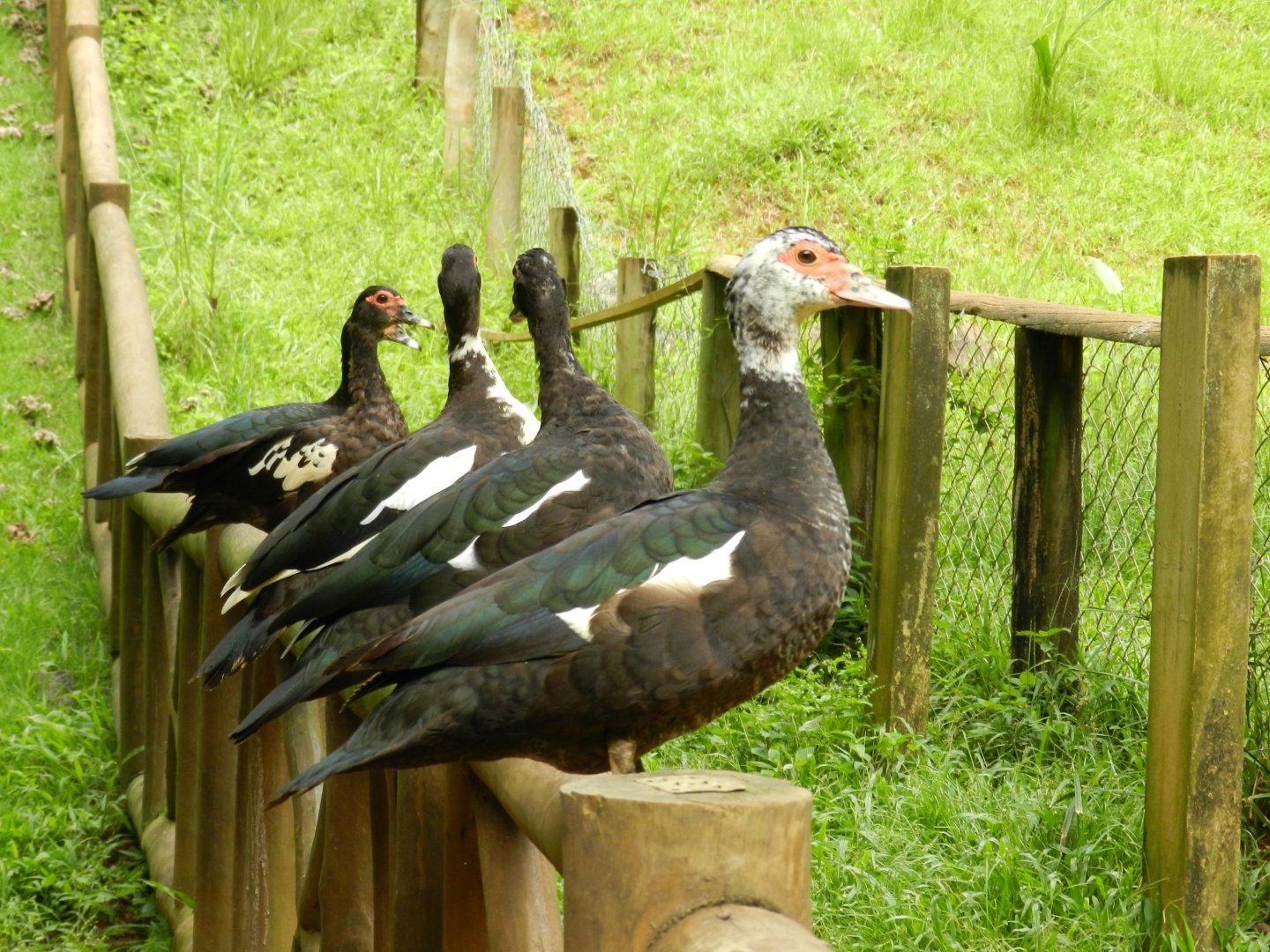 Ducks - Salvador zoo (PZGV)