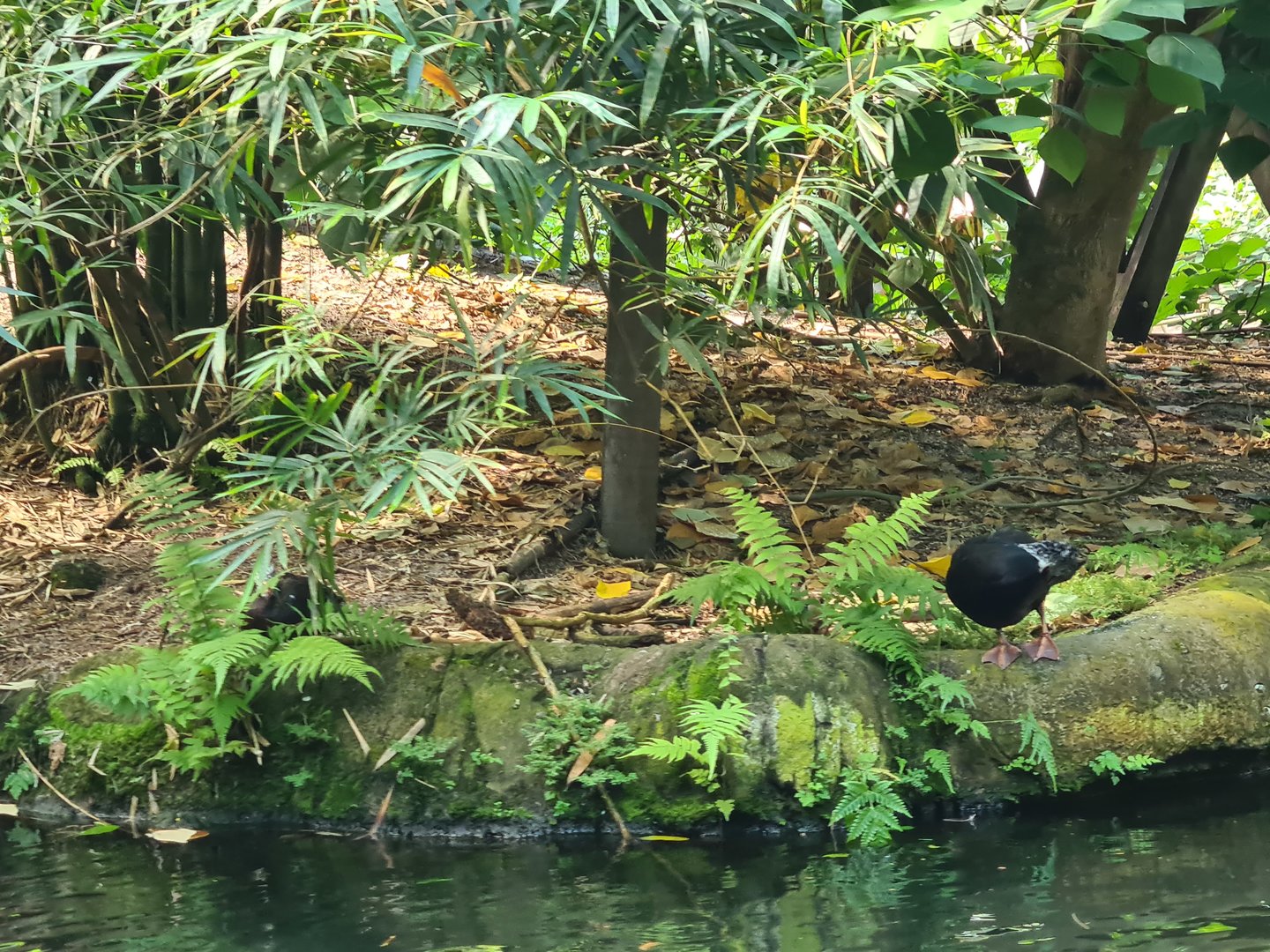 Ducks seen from Rimbula river boat ride