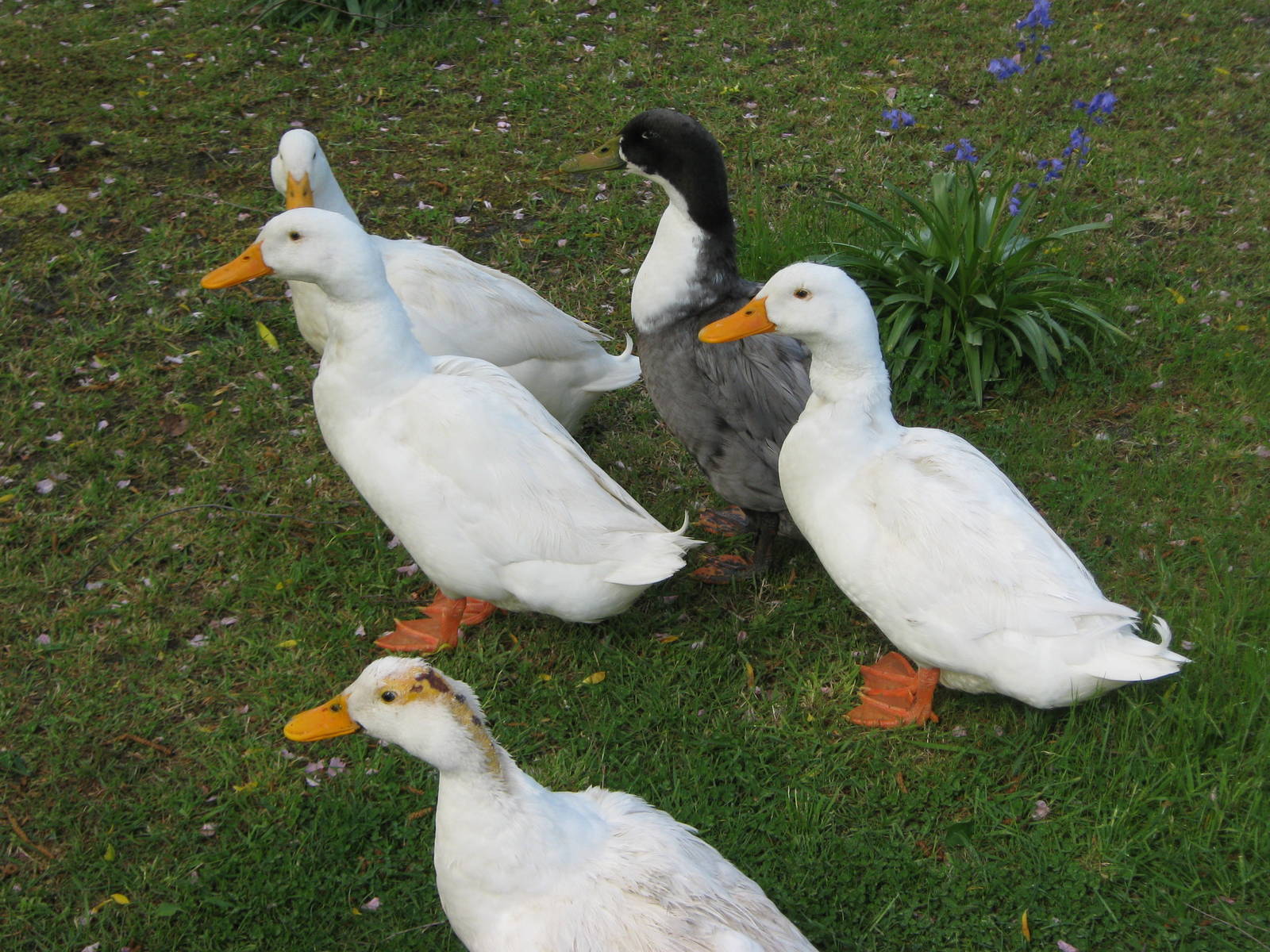 ducks