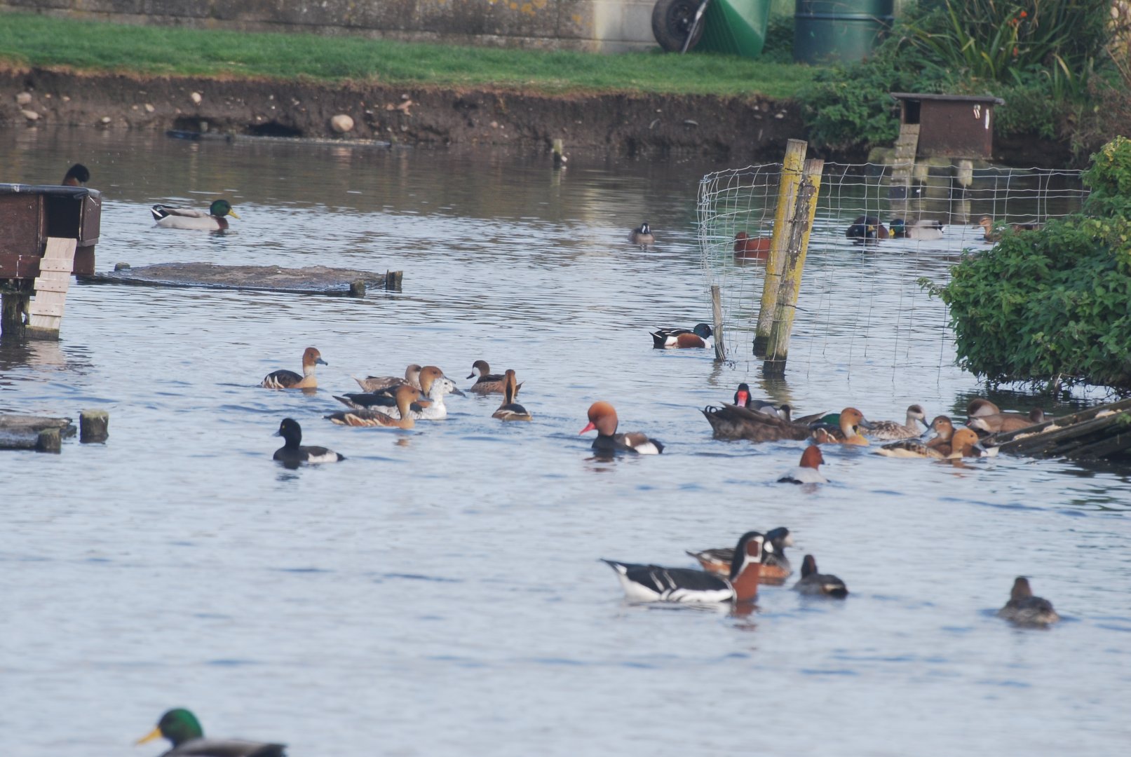 Ducky diversity at Blakeney Conservation Duck Pond