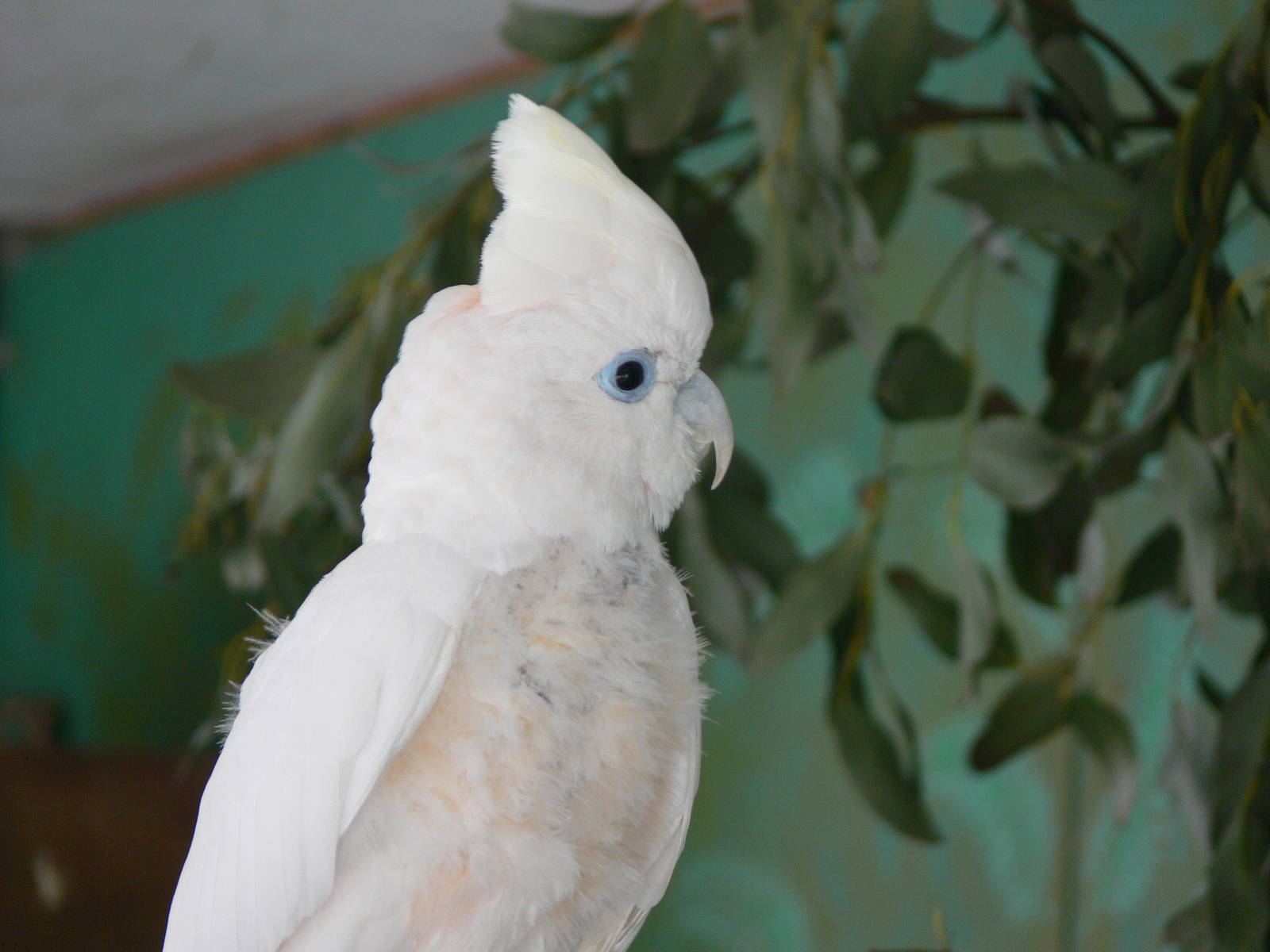 Ducorp's Cockatoo at Blackpool Zoo, 30/03/14