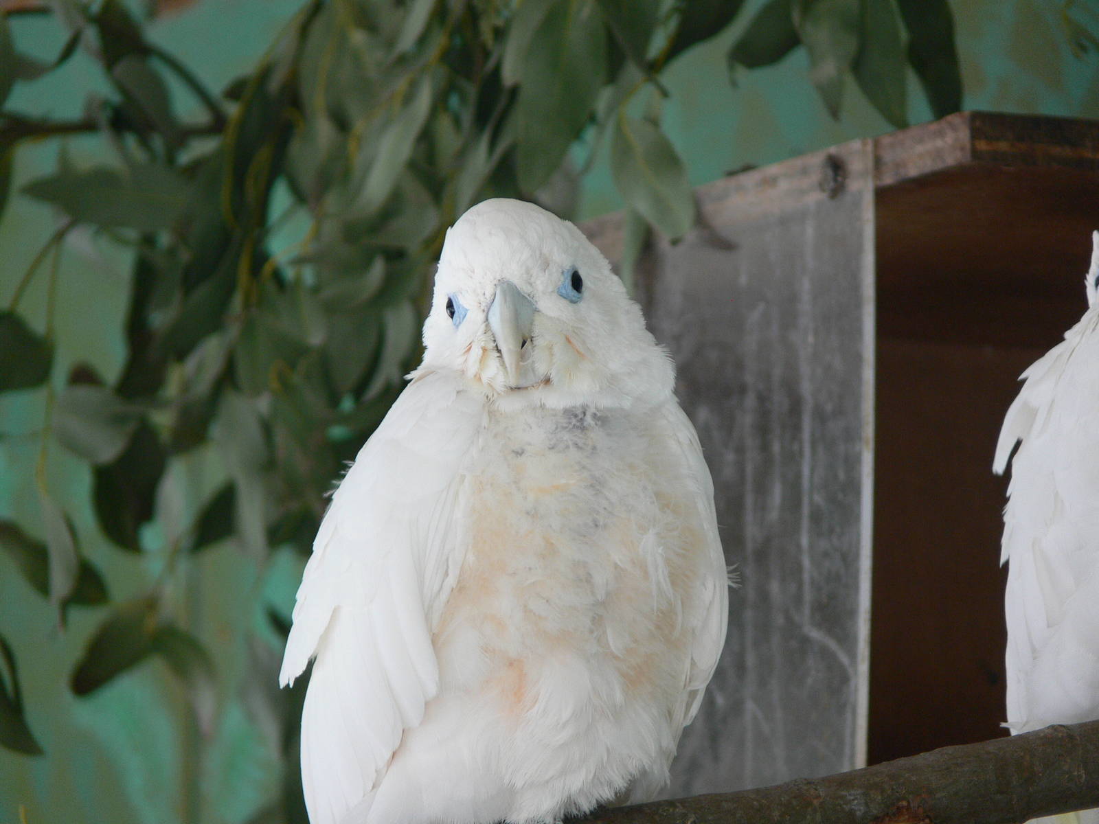 Ducorp's Cockatoo at Blackpool Zoo, 30/03/14