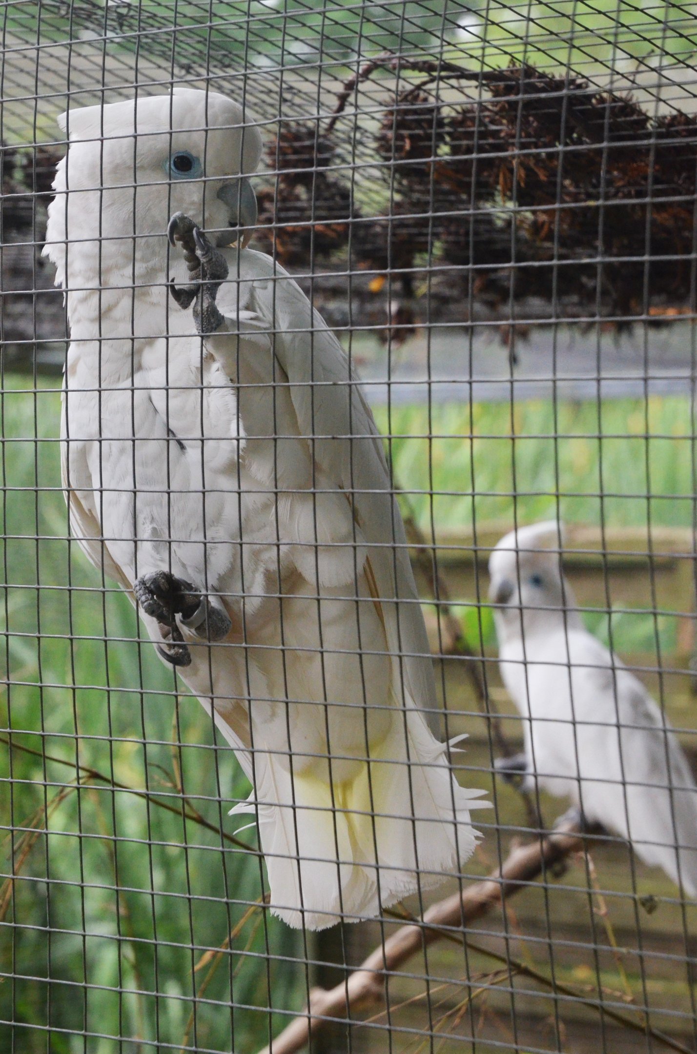 Ducorps' Cockatoo at Spaycific'Zoo, 13/06/18