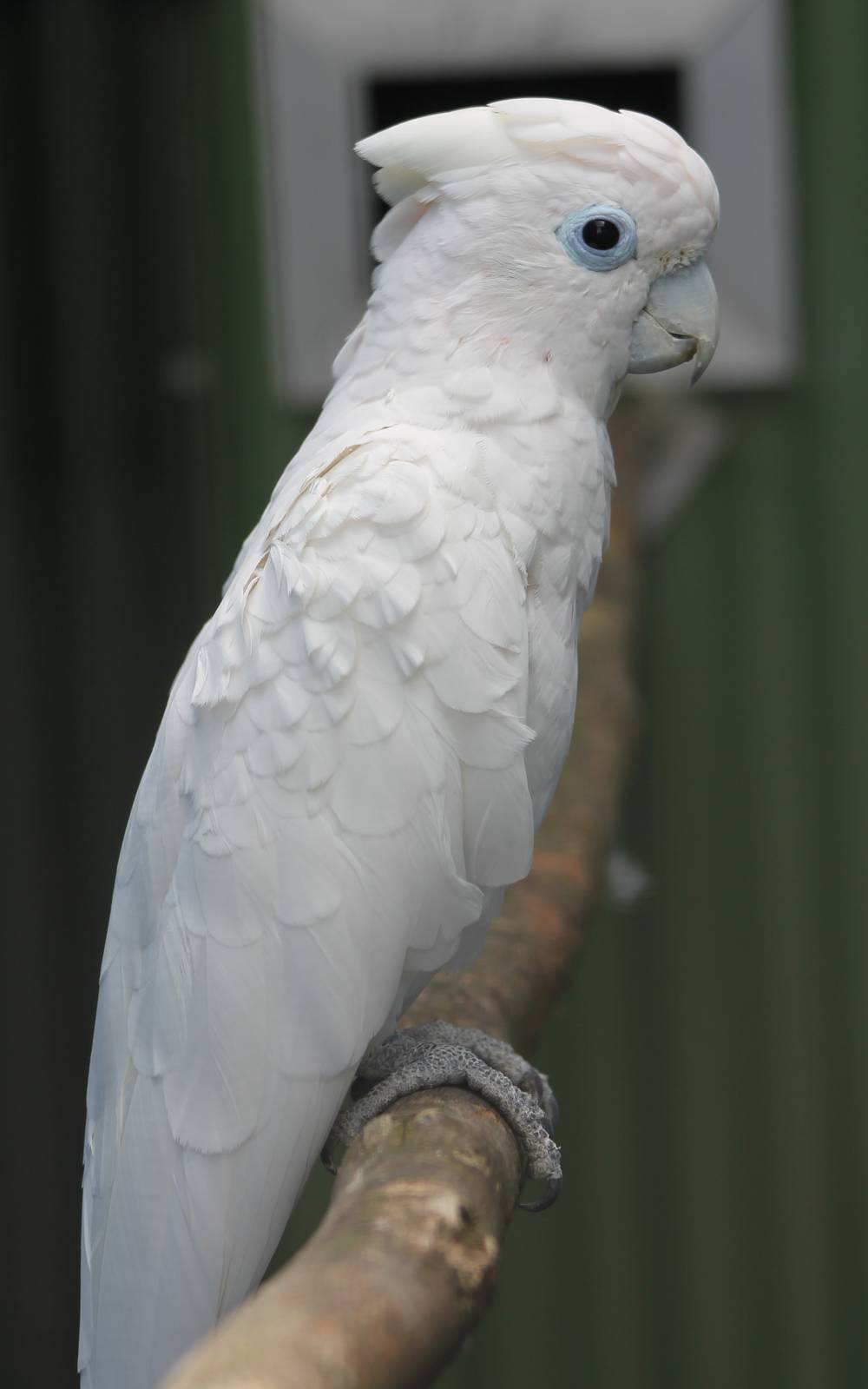 Ducorp's cockatoo