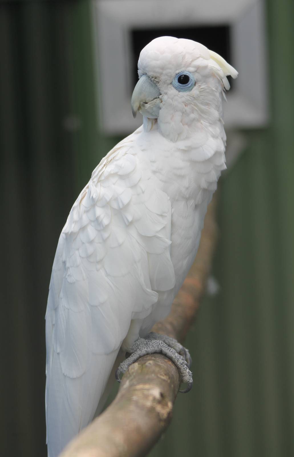 Ducorp's cockatoo
