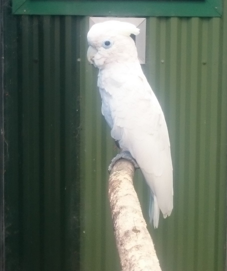 Ducorp's cockatoo