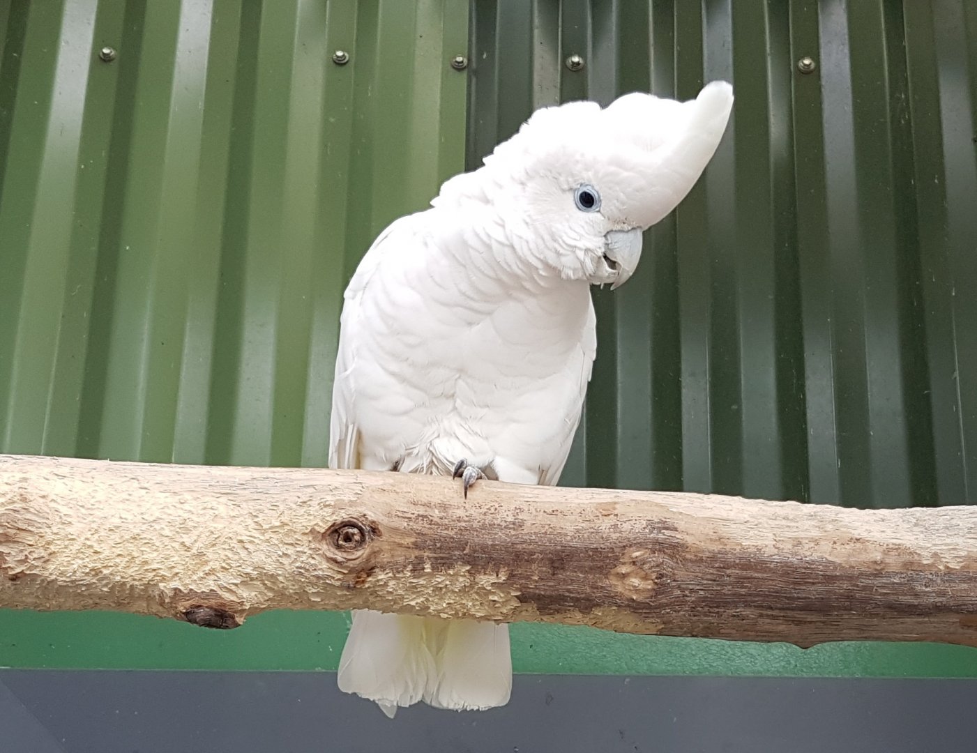 Ducorps cockatoo
