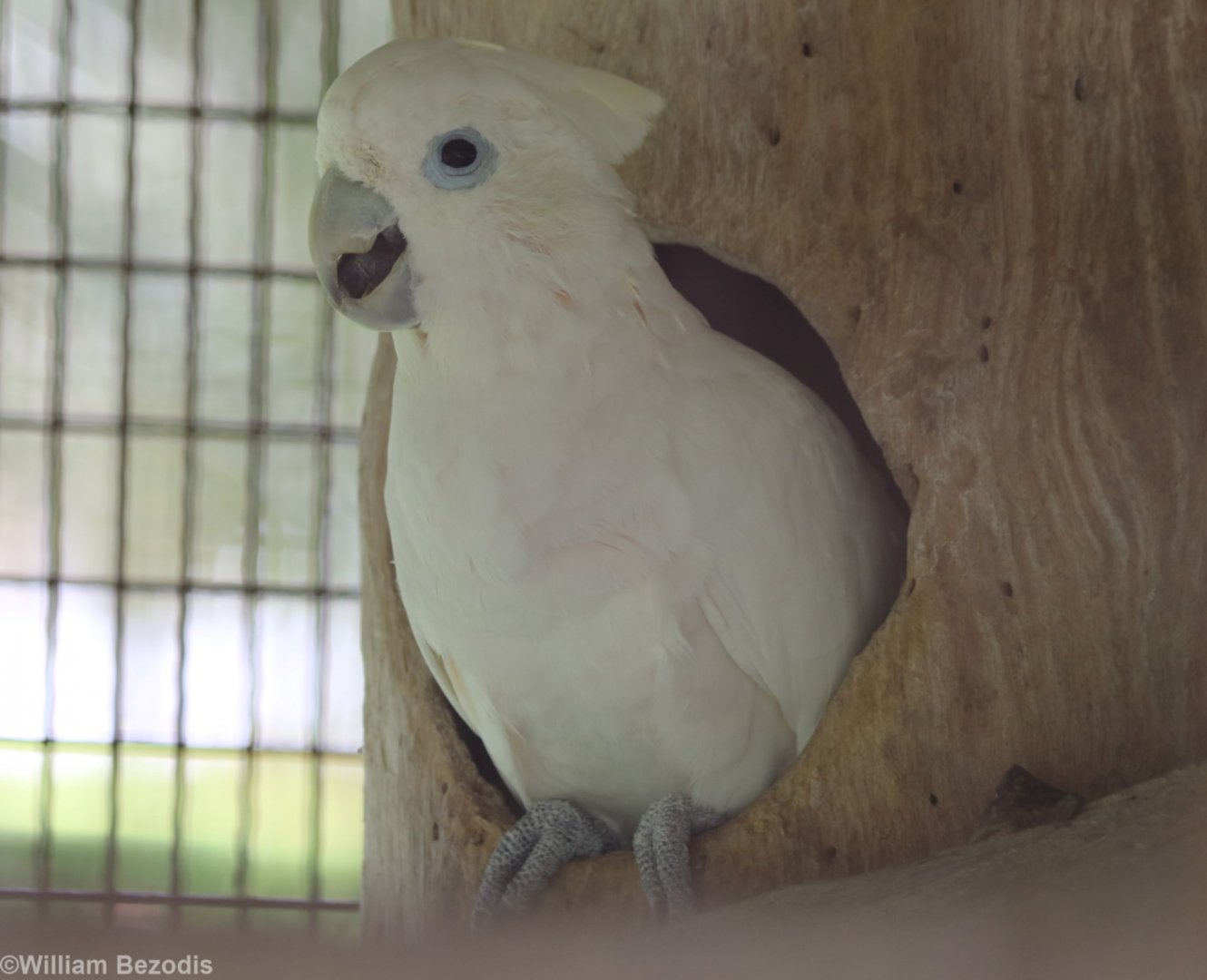 Ducorp's Cockatoo