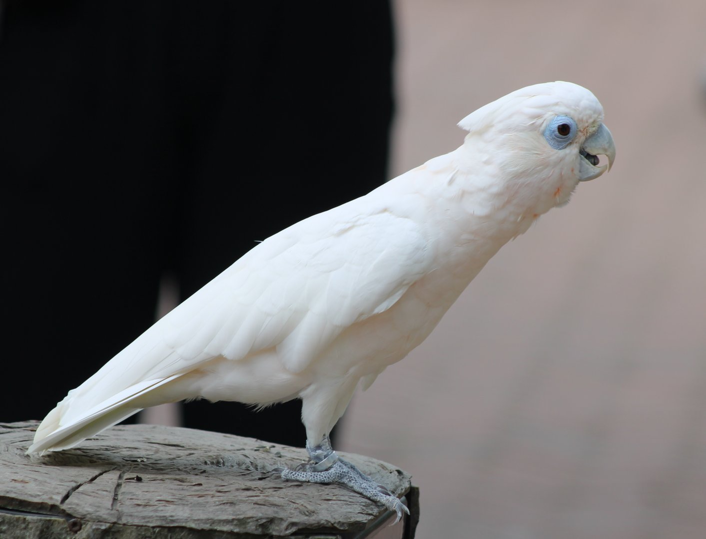 Ducorp's cockatoo
