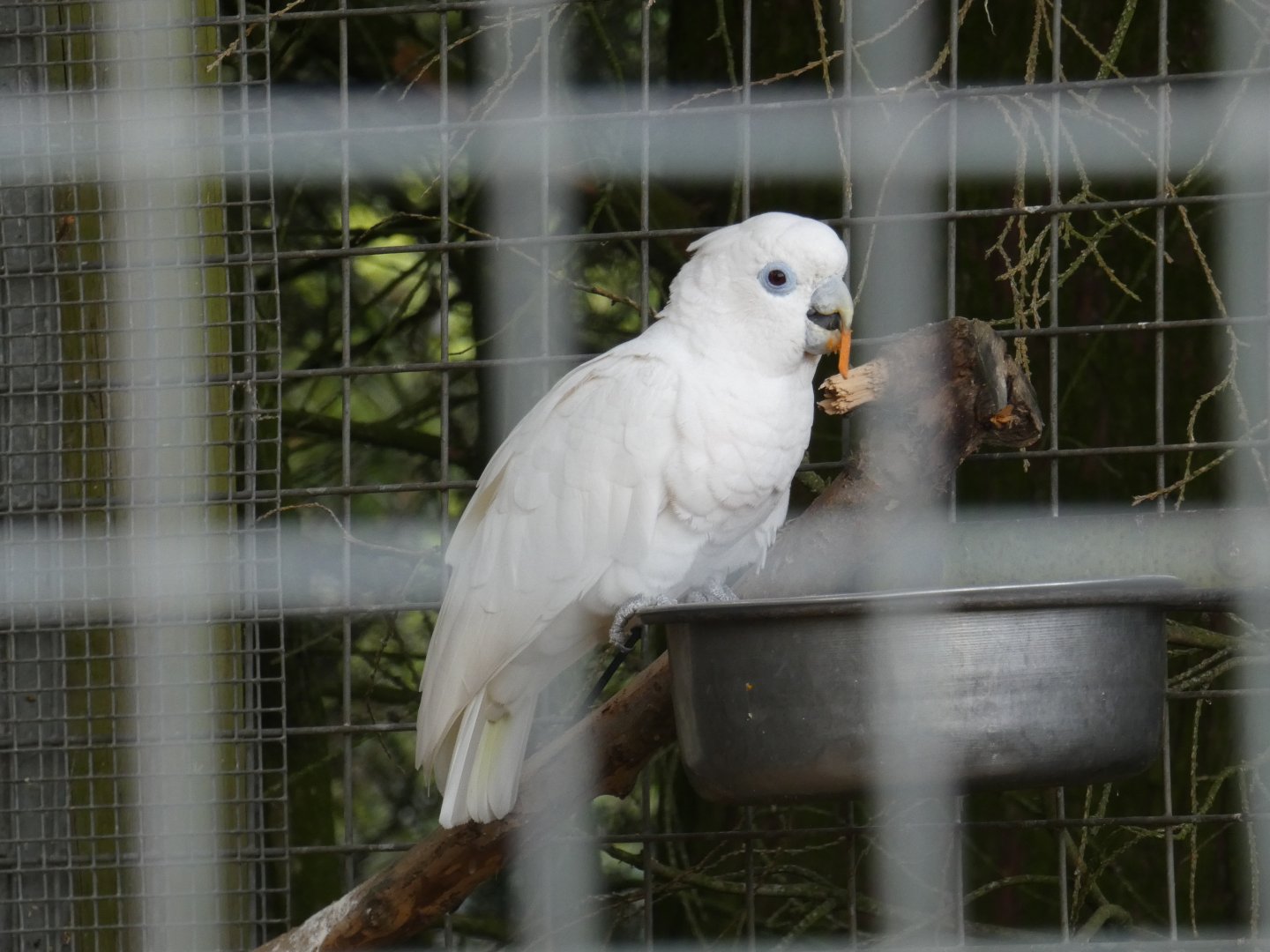 Ducorp's cockatoo