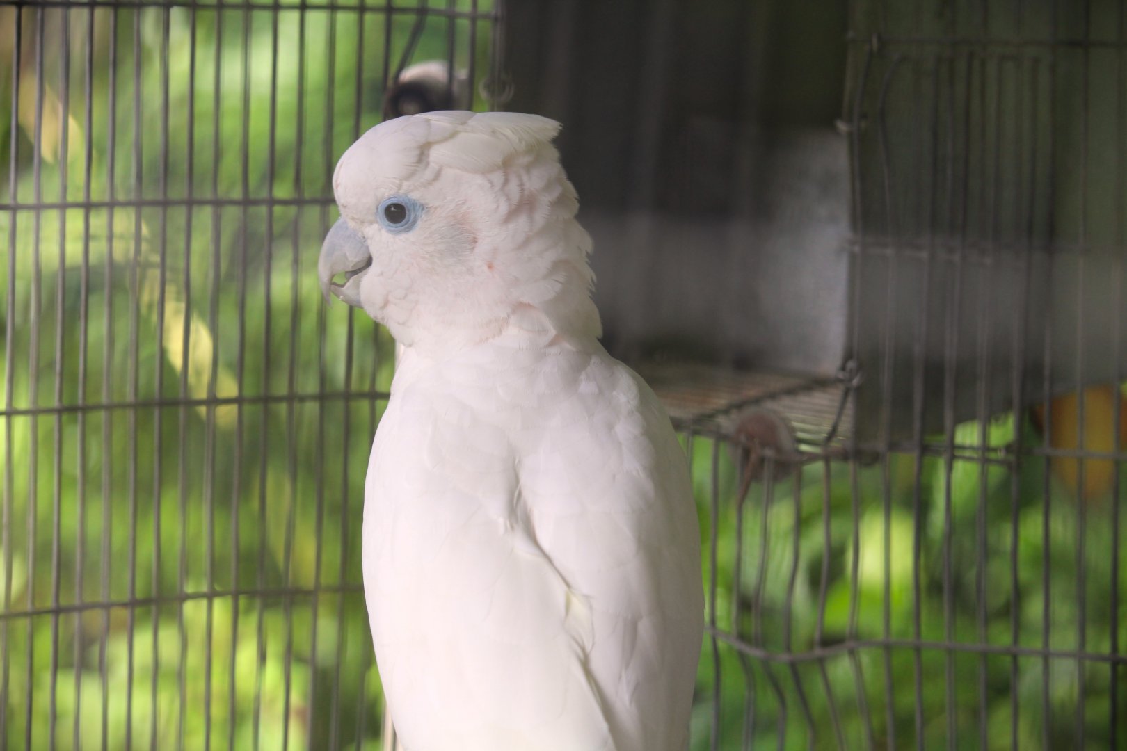 Ducorps' Cockatoo