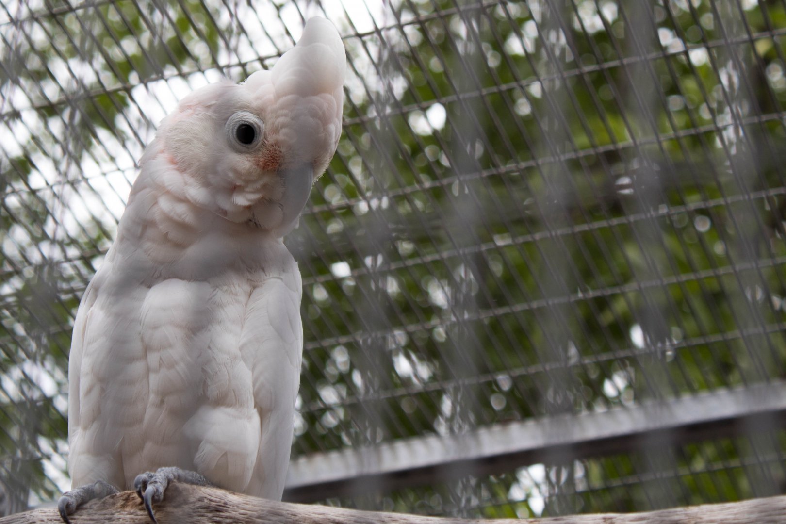 Ducorps' corella
