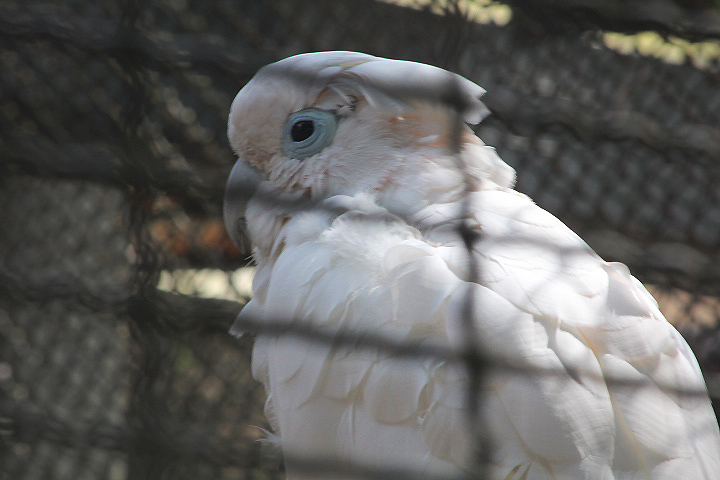 Ducorps's corella (Cacatua ducorpsii)